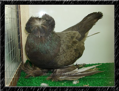 Bukhara Pigeon