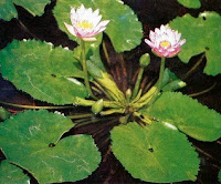 Teratai Kerdil (Nymphaea tetragona Georgi.)