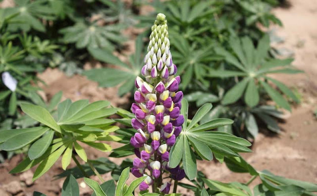 Lupine Flowers Pictures