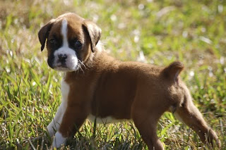 Raza de perro Boxer