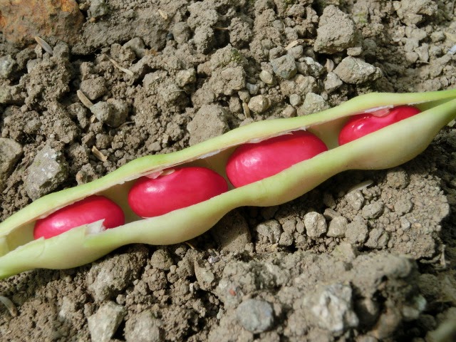 豆の品種の違いによる植え旬