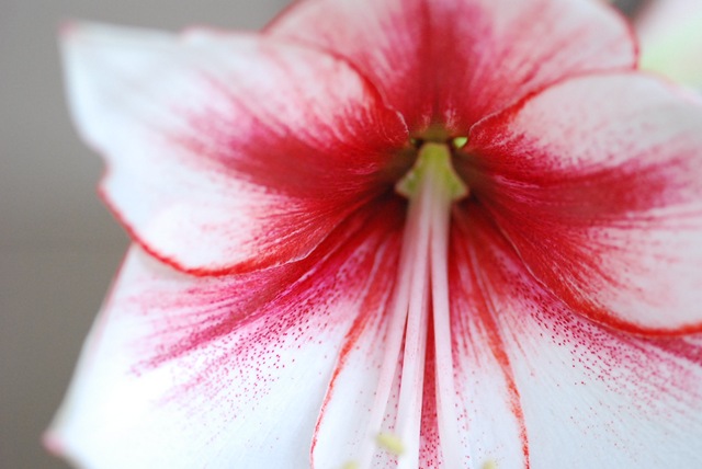 Amaryllis Temptation centre