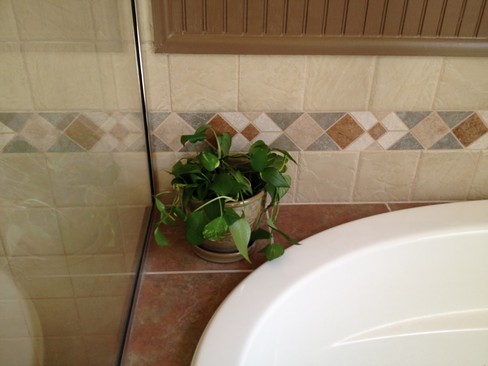 Pothos, reverse potted into rocks and water.