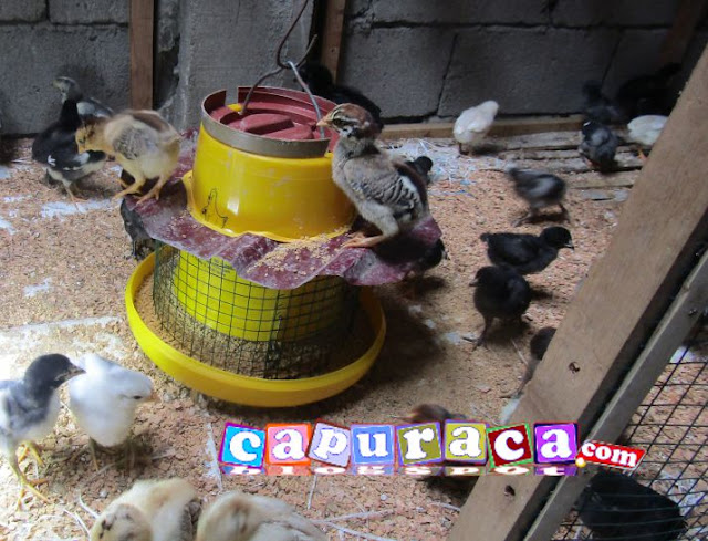 tempat pakan ayam capuraca