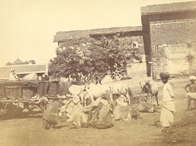 Women gathering cowdung, Ahmadabad 1870s