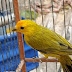 PMDF apreende aves silvestres criadas irregularmente em Samambaia