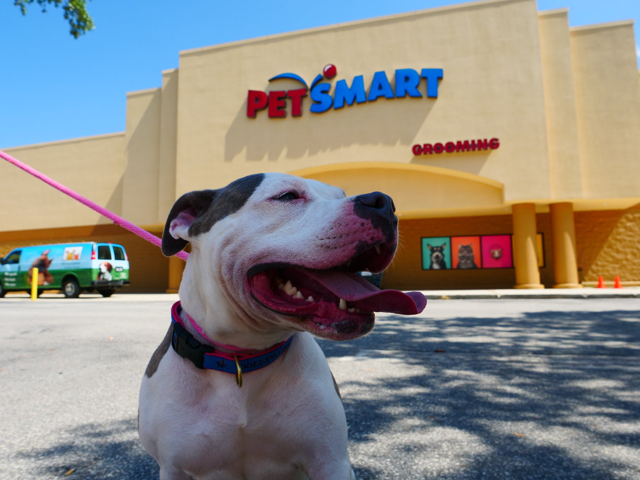 Pet Alliance Of Greater Orlando Receives $140,000 From ...