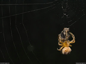 Insects | nature desktop wallpapers Images Photos