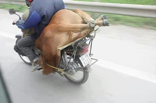 Ox on Motorcycle picture