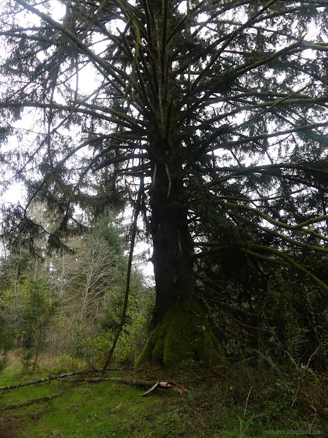 50: big tree