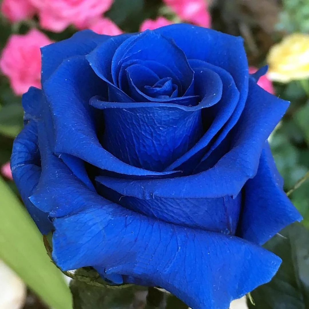 Picture of blue rose flower - Picture of blue rose flower - Rose flower picture download - Different color rose flower picture download - rose flower - NeotericIT.com