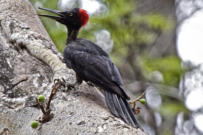 Picamaderos vientre blanco Dryocopus javensis