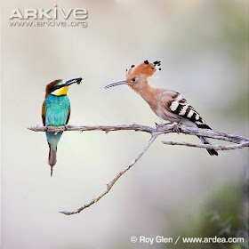 interactions between Coraciiformes eurasian Hoopoe