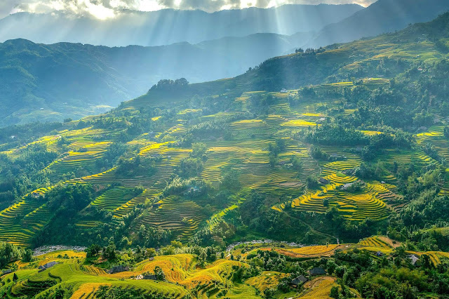 Khác với Mù Cang Chải hay Y Tý, ruộng bậc thang ở Hoàng Su Phì (Hà Giang) dường như có độ cao hơn, dốc hơn, chênh vênh hơn hẳn. Chính điều này làm cho cảnh sắc càng thêm hùng vĩ. Những bờ ruộng cao, thẳng đứng làm cho người ta nghĩ tới tác phẩm điêu khắc được con người gọt đẽo công phu.