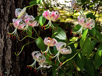 Kanoko-yuri (Lilium speciosum) flowers: Tsurugaoka-hachimangu