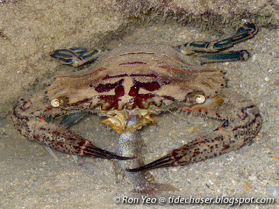 Red Swimming Crab (Thalamita spinimana)