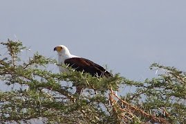 Amboseli