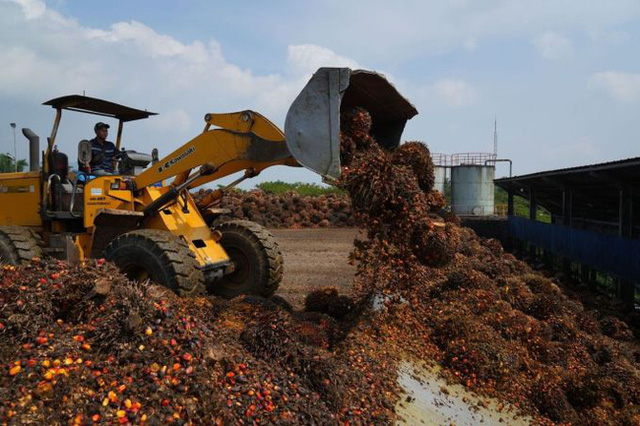 Indonesia, Malaysia có thể ngừng xuất khẩu dầu cọ sang châu Âu - <a href=