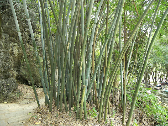 Bamboo Canes7