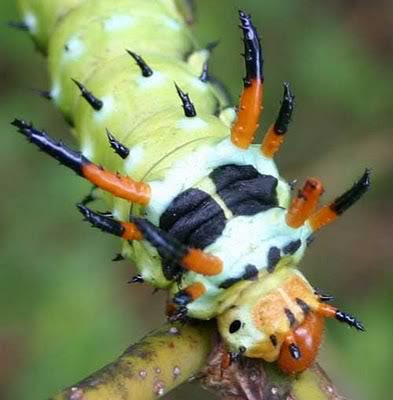 Hickory Horned Devil