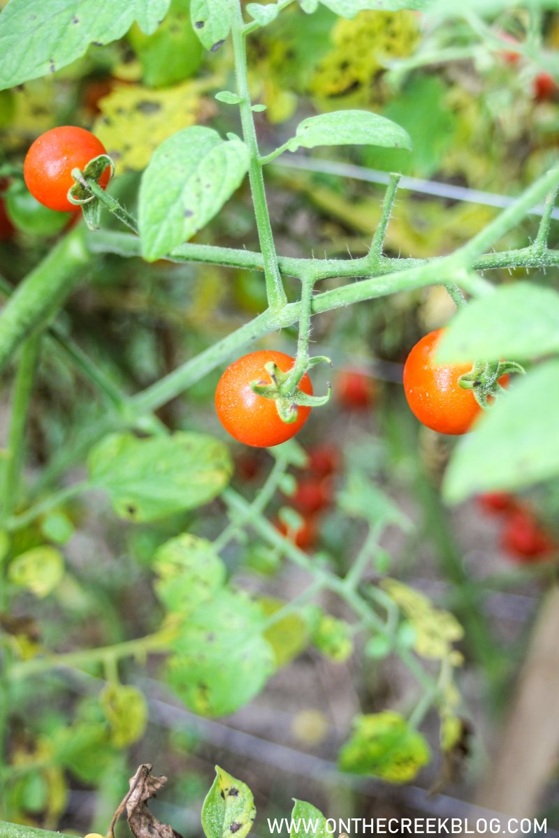 Tomatoes in the garden | On The Creek Blog