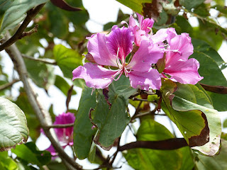 Arbre à orchidées - Bauhinia variegata