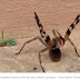 Aranha-armadeira é encontrada em caixa de brinquedos; conheça espécie considerada uma das mais perigosas do mundo.