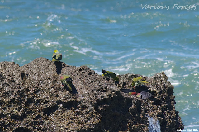 Green pigeons at Rocky Shore