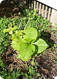 full sun hydrangea