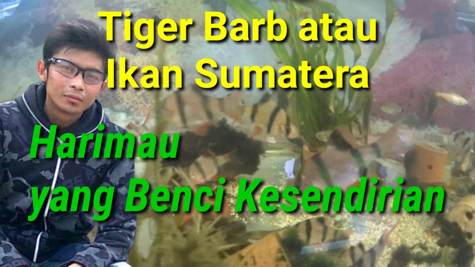 Ikan Tiger Barb atau Ikan Sumatera,Harimau yang Benci Kesendirian