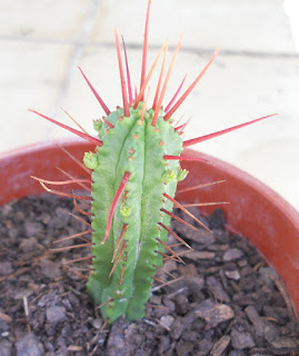 euphorbia enopla