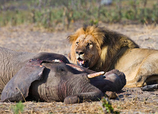 Carnivores are animals that eat other animals. For example, lion ...