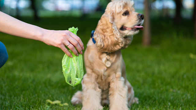 spaniel dog and hand holding a poop bag