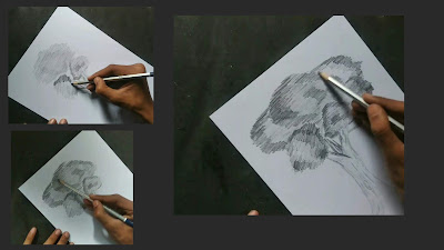 How to draw Trees, step by step tutorial, best drawing of tree, easy drawing of tree, easy tree drawing, best Trees graphite