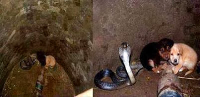 Two puppies fell into a well and a king cobra saved them from drowning