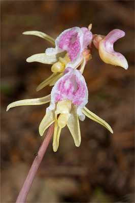 Anggrek Hantu (Epipogium aphyllum)