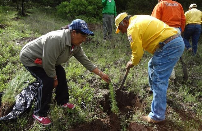 Estados/Plantará Conafor 10 millones  de árboles en Tabasco