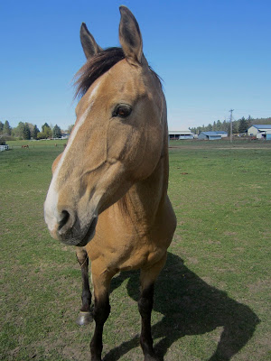 Spirit, a buckskin American Saddlebred