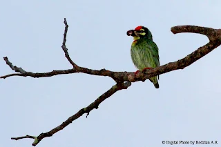 Coppersmith Barbet courtship - mating Copulation