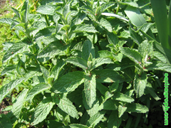 Mint Gardening Tips Mint Gardening Tips