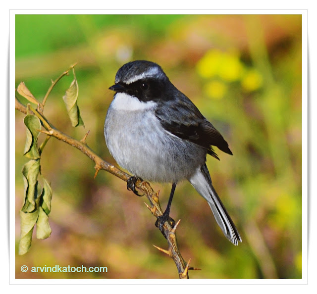 Grey Bush Chat (Saxicola ferreus)