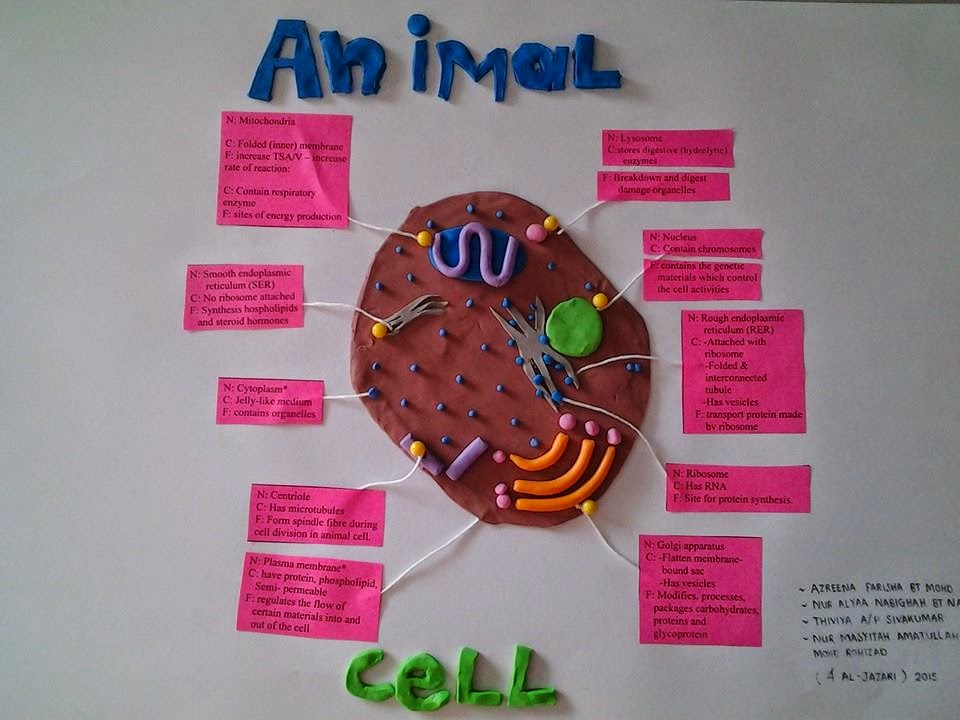 Idea P&P Sains : Bina Model Sel