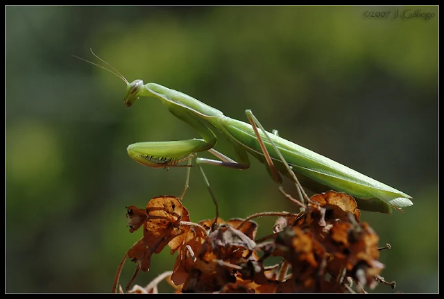 Mantis religiosa