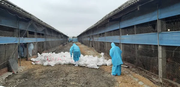 ▲彰化縣動物防疫所所長董孟治表示，疫情有較往年密集發生趨勢，提醒縣內養禽場務必持續加強檢視並落實場內各項生物安全措施。（彰化縣動物防疫所提供）