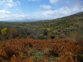 Arroyo de la Mata