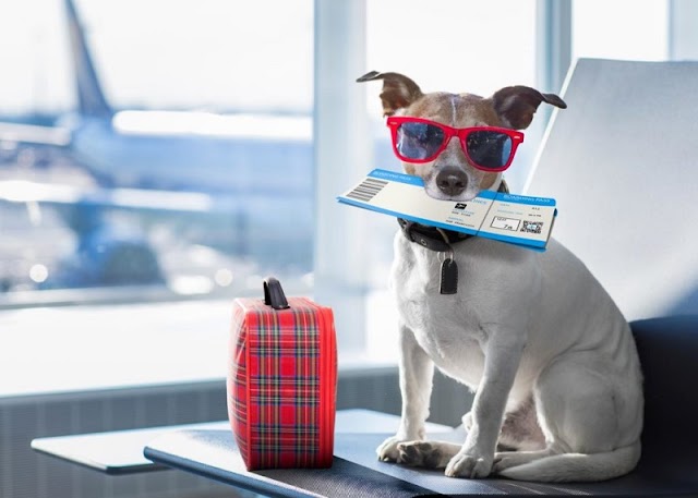Thắc mắc: có cho thú cưng đi máy bay được không?