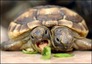 Tortoise With Two Headed in Wellington, South Africa pics gallery