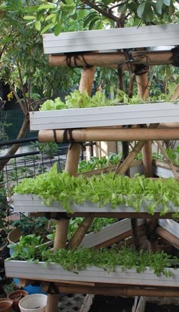 Berkebun yuuk Berkebun Sayur di Halaman