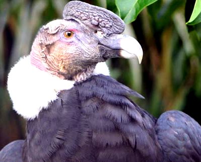 Foto del rostro de un cóndor de perfil