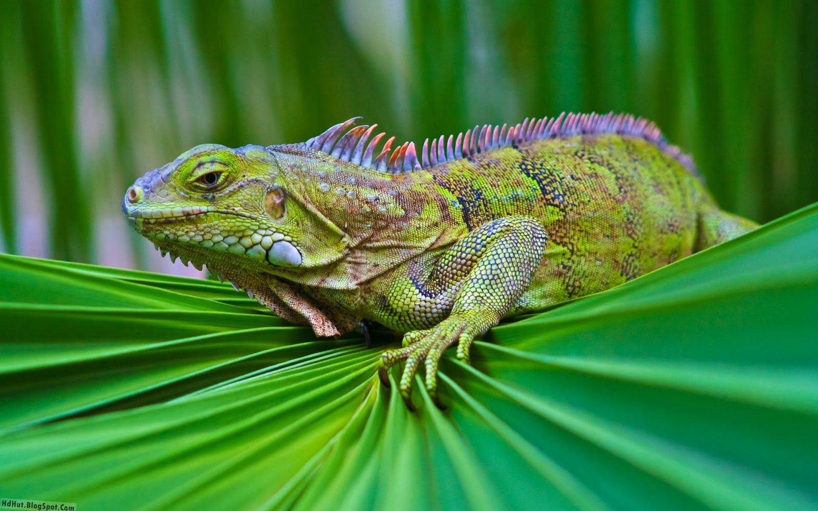 iguana keren